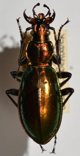 Réf. 246 191 : Carabus splendens